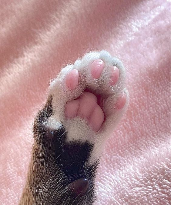 PunchingCat tweet picture