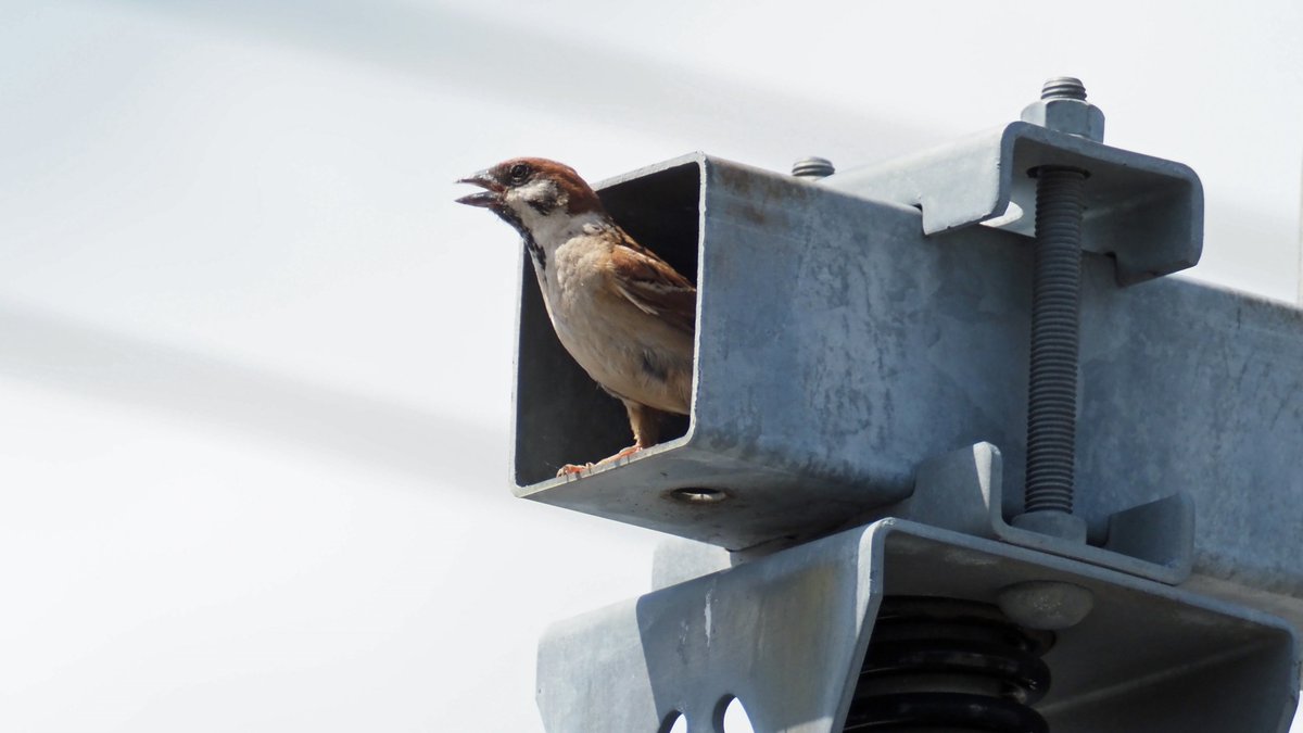 kog312's tweet photo. #野鳥　#スズメ　#チュンズデー
信号待ちの際
向こうから飛んできたスズメがふと消えた
渡り終えて振り返り
しばらく待っていると…
信号機からひょっこり😊 https://t.co/yzFl4ueLSP