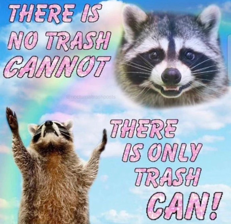 raccoonesthetic's tweet image. 