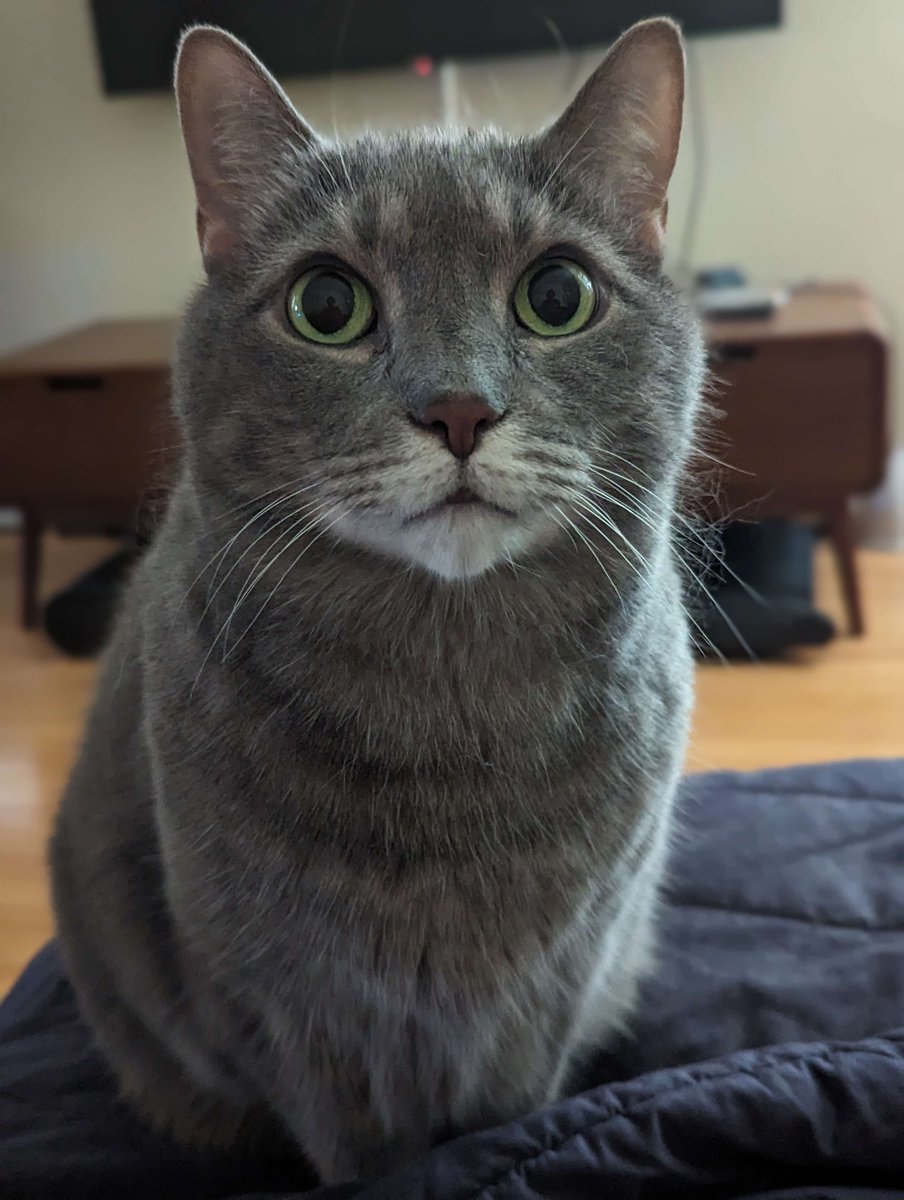 Those Thick Cats tweet media