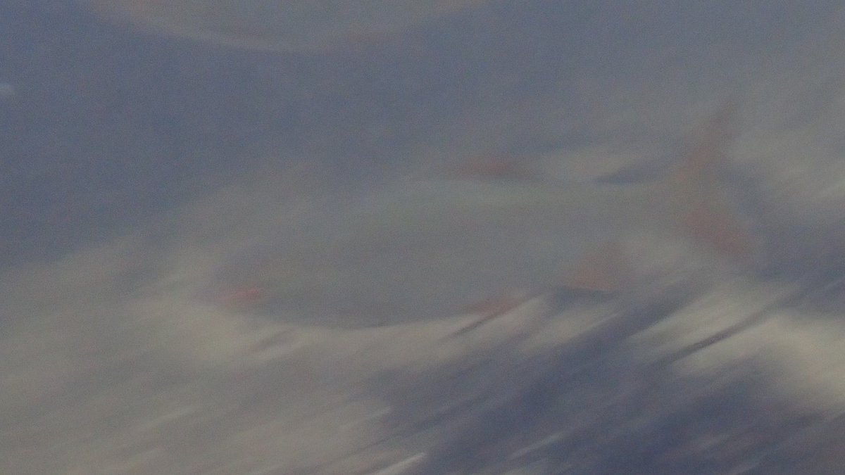 The third star of the River Gadder chalk stream jacuzzi at Gooderstone was this handsome Chabot Bullhead who came out to join the party (Bullheads abundant in the river but doing their usual daytime thing of being under stones). Also saw a shoal of Roach dashing downstream.  5/10