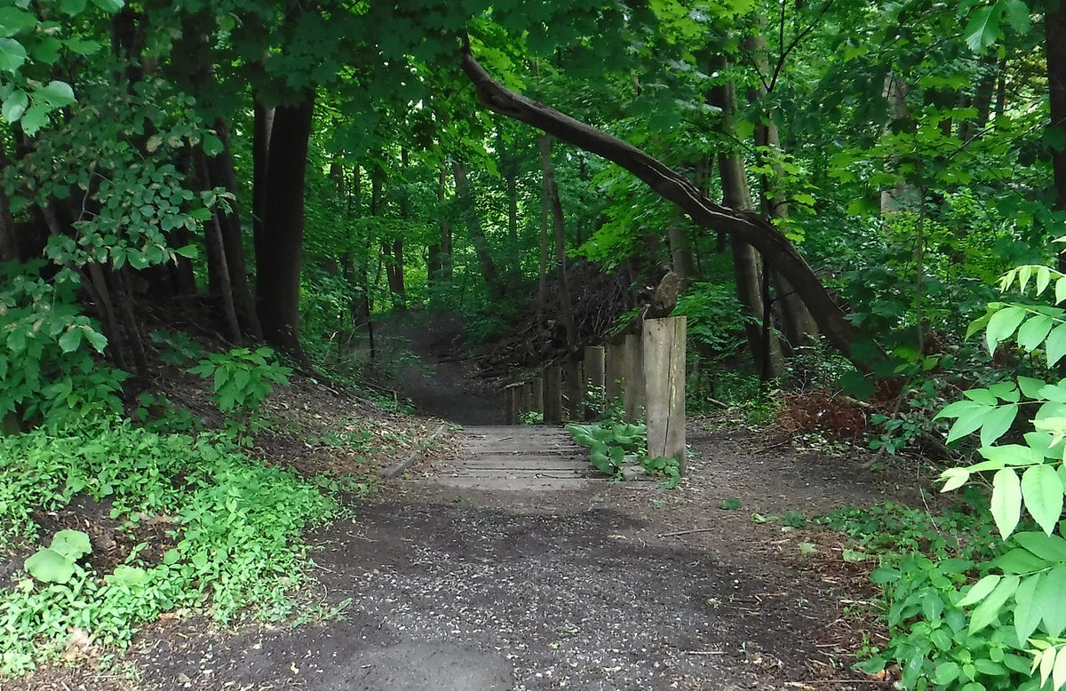 #Toronto #LoveTheRavines   entrance to Yellow Creek ravine off Mount Pleasant Rd just south of St Clair East

take care, those old wooden steps are a bit dodgy

"you like it down there?"  
"oh, man, i love it down there!"