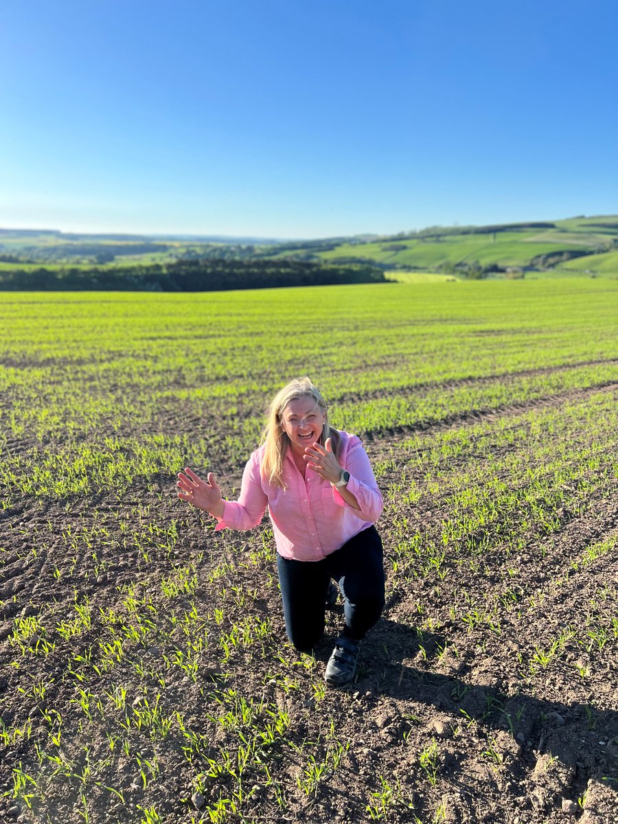 9pm #malting #barley crop inspections in Scotland!

Barley is #Scotland’s most important crop underpins their world-famous Scotch Whisky industry &amp; the production of #UK #beers &amp; ales🍻 
Looking at #2Row #winter &amp; spring barley.
Total barley area of Scotland est to 1.236M ha.