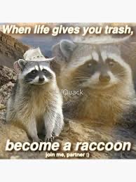 raccoonesthetic's tweet image. 