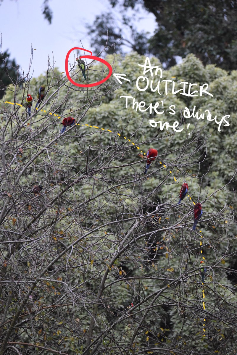 There’s always one!

#wildoz #ozbirds #easternrosella #crimsonrosella #birdsinbackyards #parrot