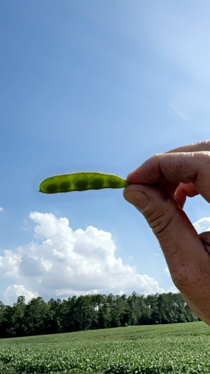 First 5 bean pod of the season! Never gets old finding these. Hope this isn’t the only one we find this year..