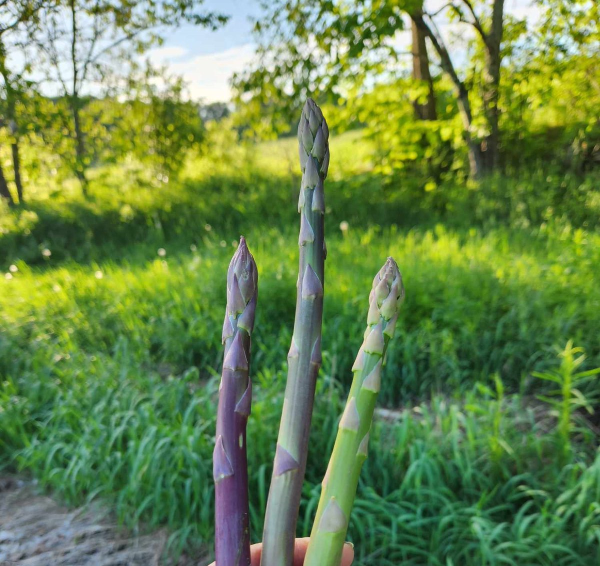 askresprout's tweet photo. Asparagus aren’t quite like any other vegetable, and require some special considerations when it comes to when and how to harvest them. We’ll help you figure out the best time to make your picks, and take you through the steps of a successful harvest! https://t.co/CUiU98b6HP https://t.co/ghjiRc3TTP