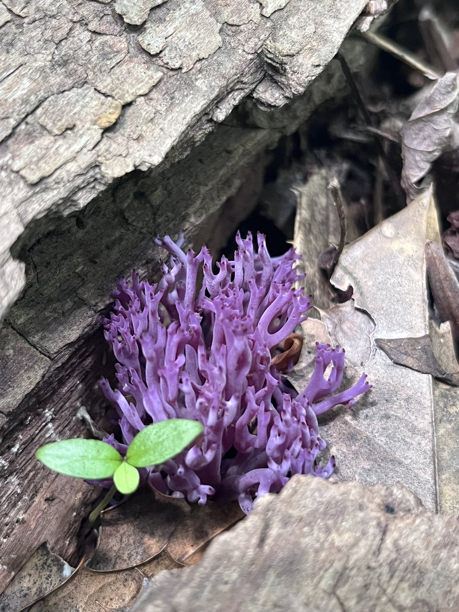 kakawiduck's tweet photo. Hairy skullcap and some violet coral fungus on our small whorled pogonia surveys today. https://t.co/lIw4IeUyt3