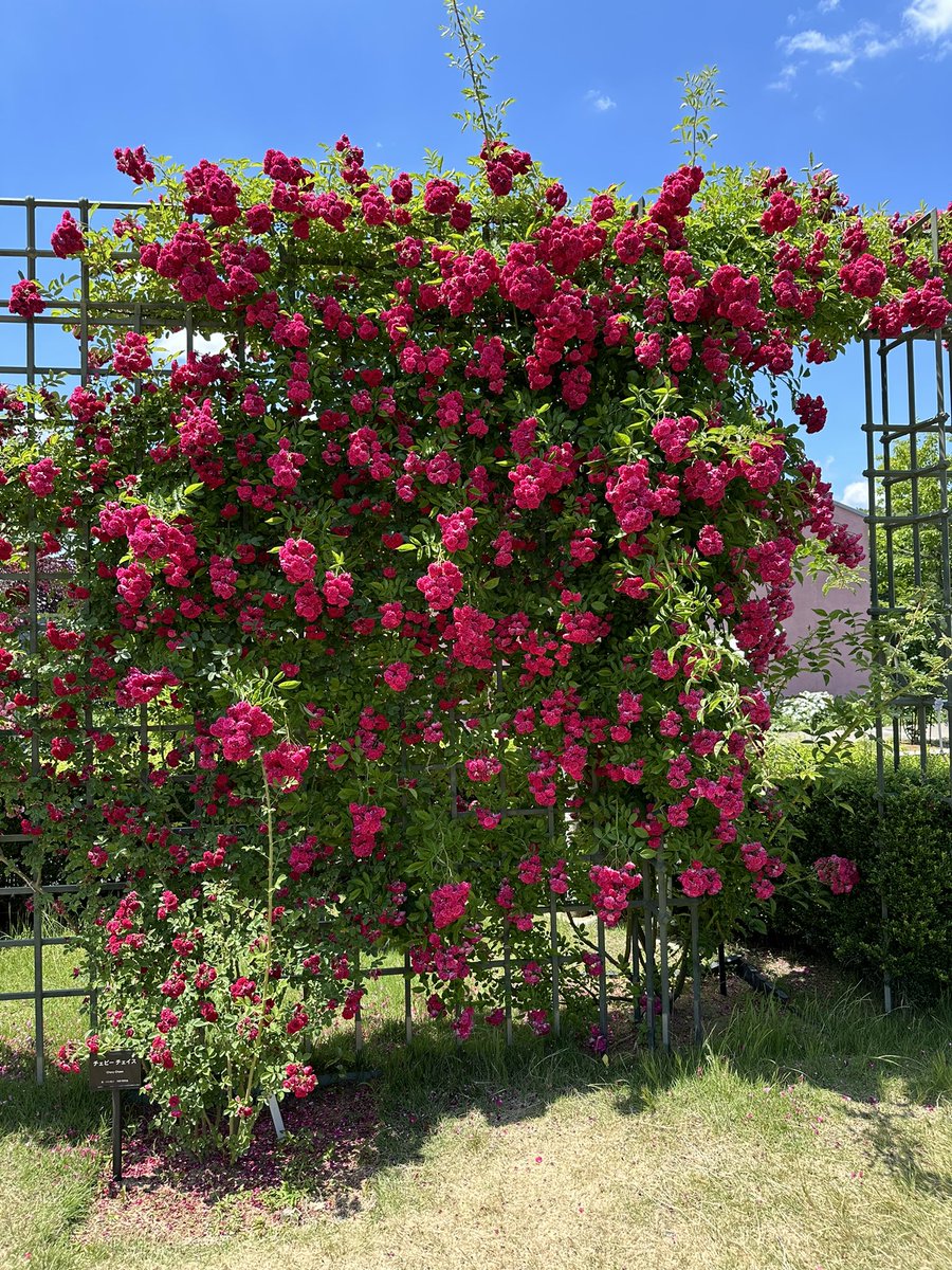 lierre8787's tweet photo. ６月の庭
遅咲きの��ラのアーチが
素敵でした🌹🌹🌹

Good morning 🙋‍♀️
#ぎふワールドローズガーデン https://t.co/tmYOjLfHtP