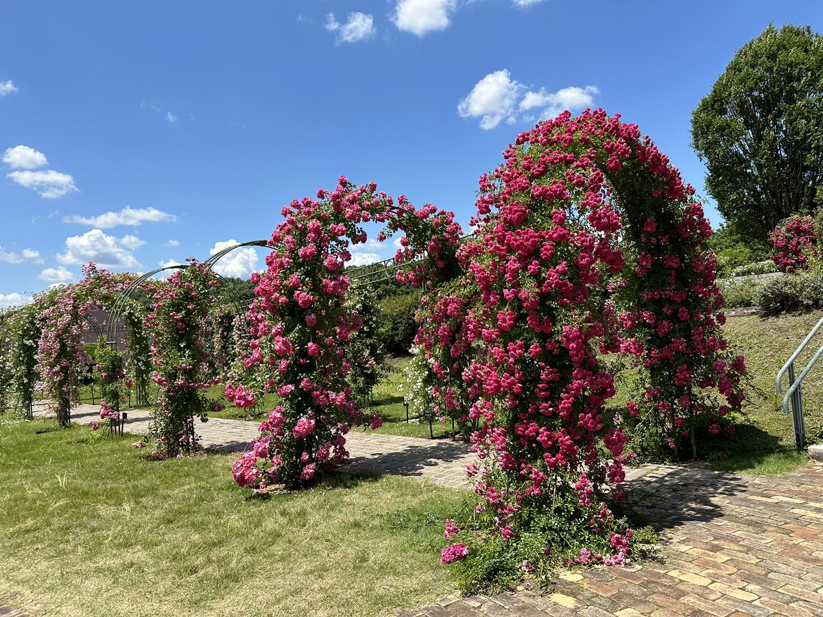 lierre8787's tweet photo. ６月の庭
遅咲きの��ラのアーチが
素敵でした🌹🌹🌹

Good morning 🙋‍♀️
#ぎふワールドローズガーデン https://t.co/tmYOjLfHtP