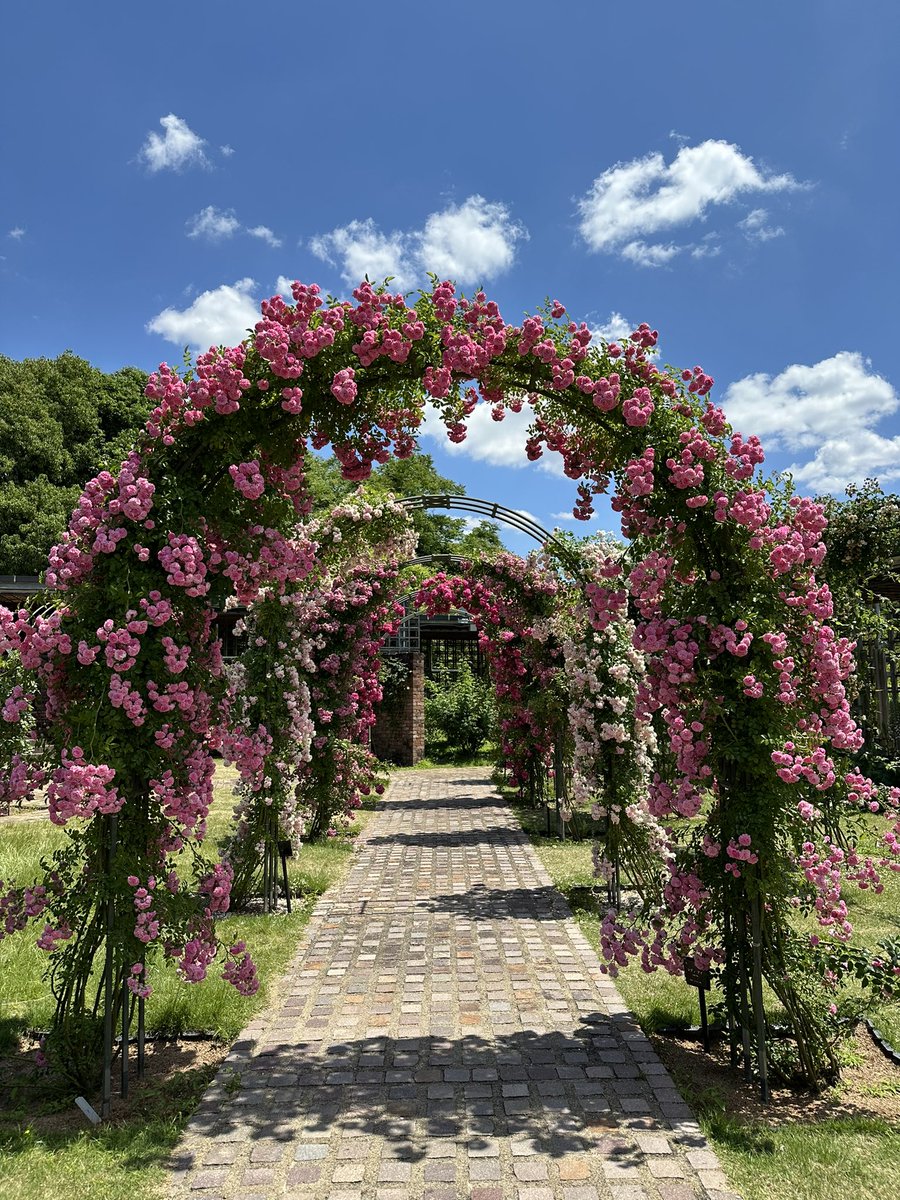 lierre8787's tweet photo. ６月の庭
遅咲きの��ラのアーチが
素敵でした🌹🌹🌹

Good morning 🙋‍♀️
#ぎふワールドローズガーデン https://t.co/tmYOjLfHtP
