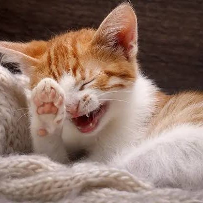 michael jackson imitando gatinhos 😻 a thread