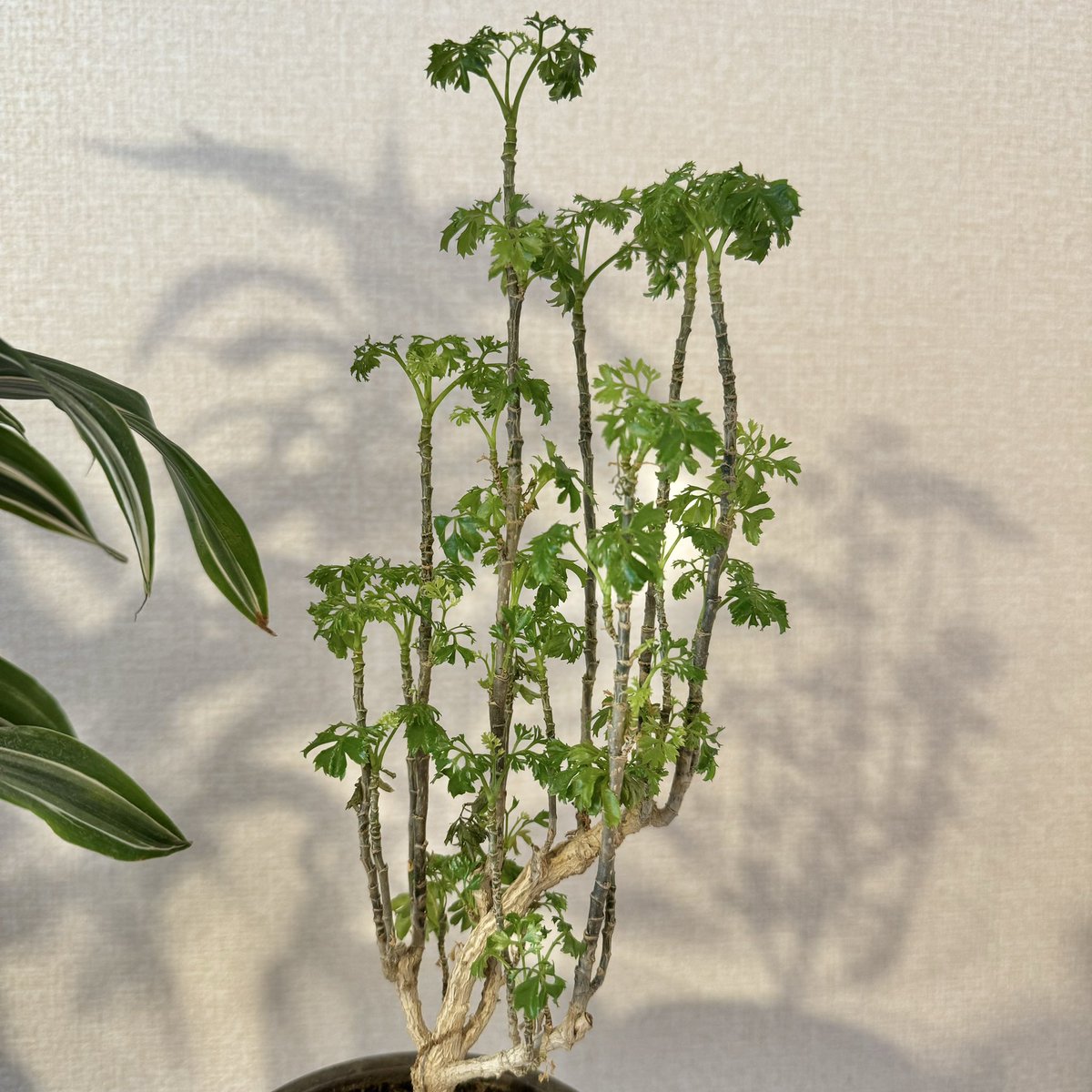 tunneltaro's tweet photo. ポリシャス、なかなか調子が上がりません。

#観葉植物 #ポリシャス #ポリキアス #polyscias #タイワンモミジ #台湾モミジ #foliageplant #houseplants #greenplants #indoorplants #観葉植物のある暮らし #グリーンのある暮らし #緑のある暮らし #植物のある暮らし https://t.co/EEkd0m4c0a