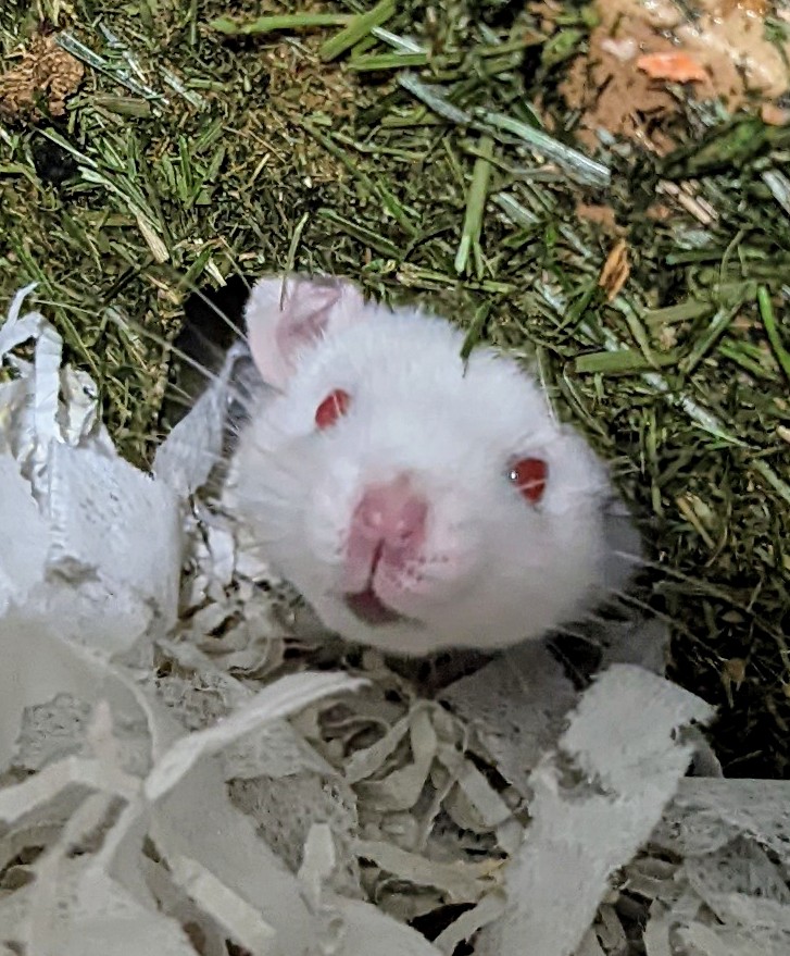 Peekaboo 🥹🐀❤️