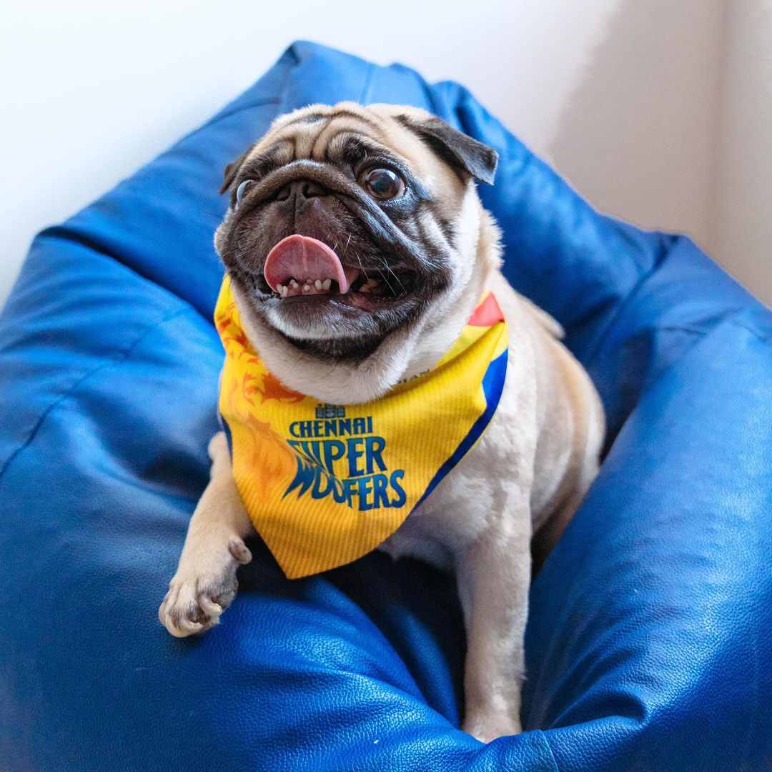 pugclub1's tweet photo. #rcb #doglover #pug #play #reelitfeelit  #dogsofindia #puglifemagazine #puppy #explorepage #reelsviral #dogsoftheday #puglifestyle #pugworld #unitedpawsgroup https://t.co/ItFklBdzpW