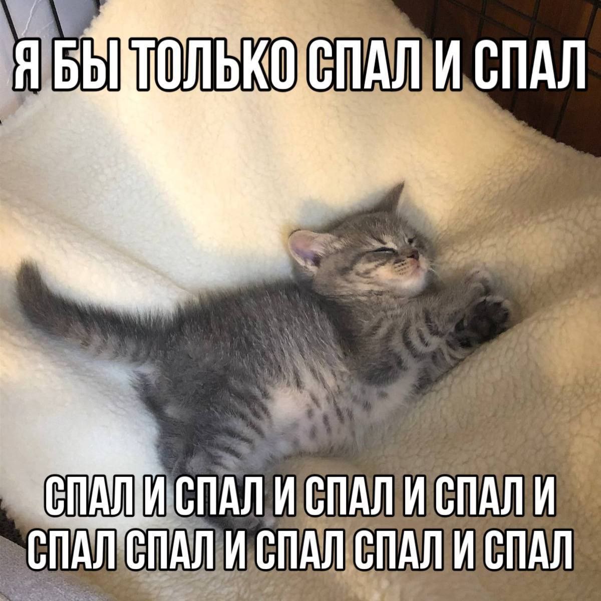 Gribanov ☢ ᓚᘏᗢ (@gribanov) on Twitter photo 