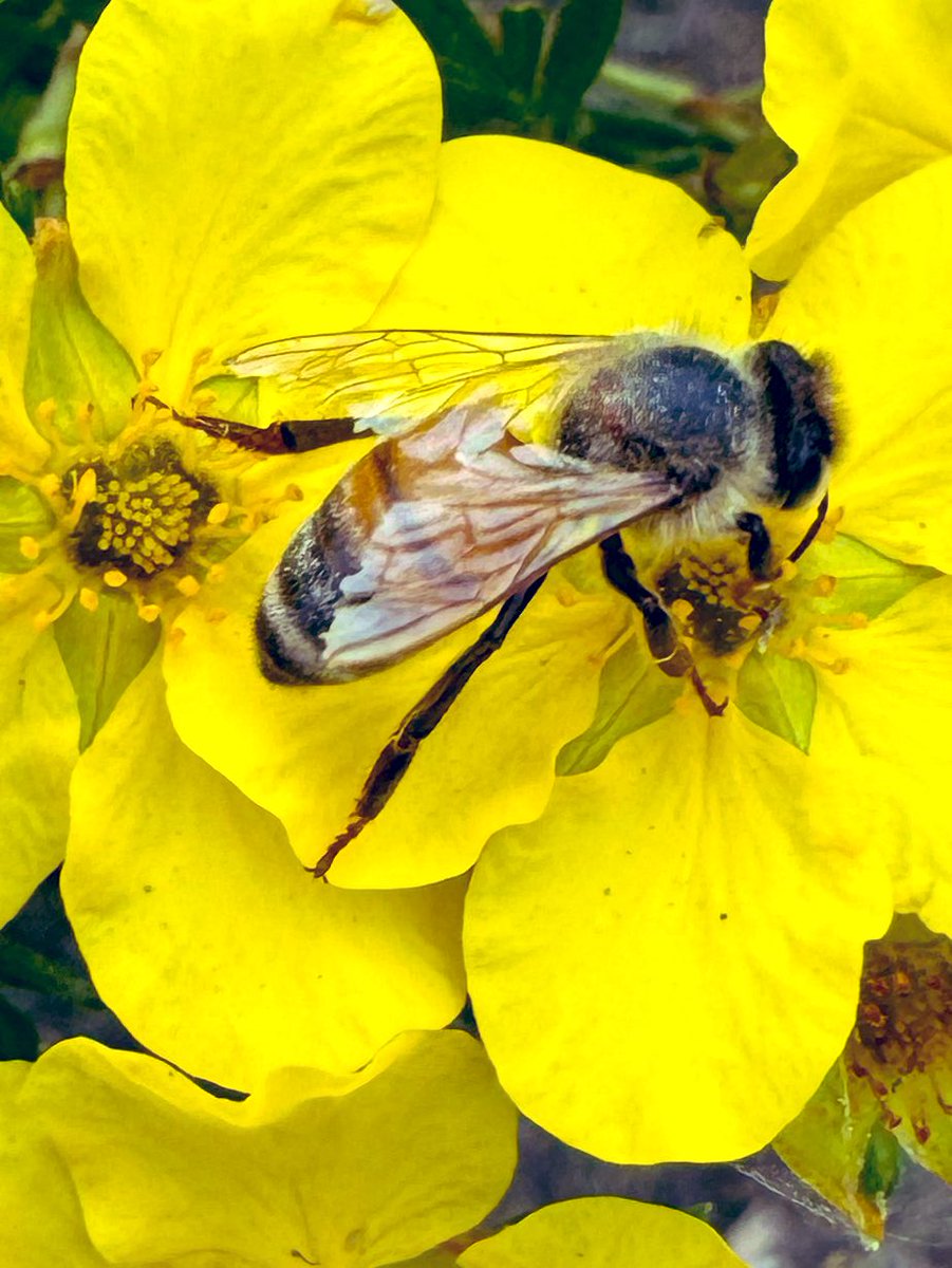 QT a Bee on a Flower