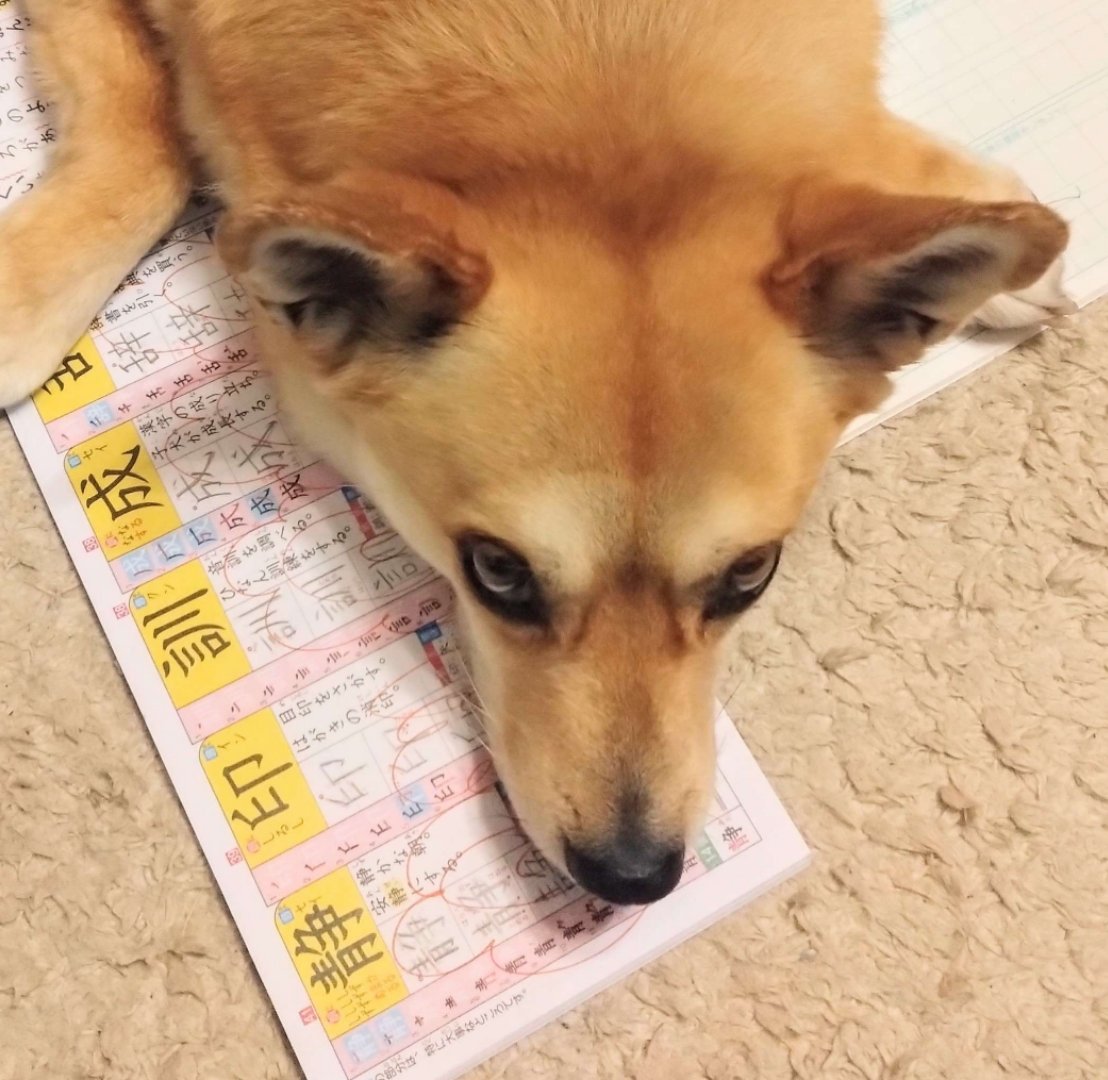また家内が変な本買ってる,,, 