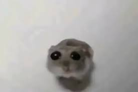 MizuUkiyo's tweet photo. Cómo que no es normal tener solo un par de zapatillas? https://t.co/taMmZUKWY7