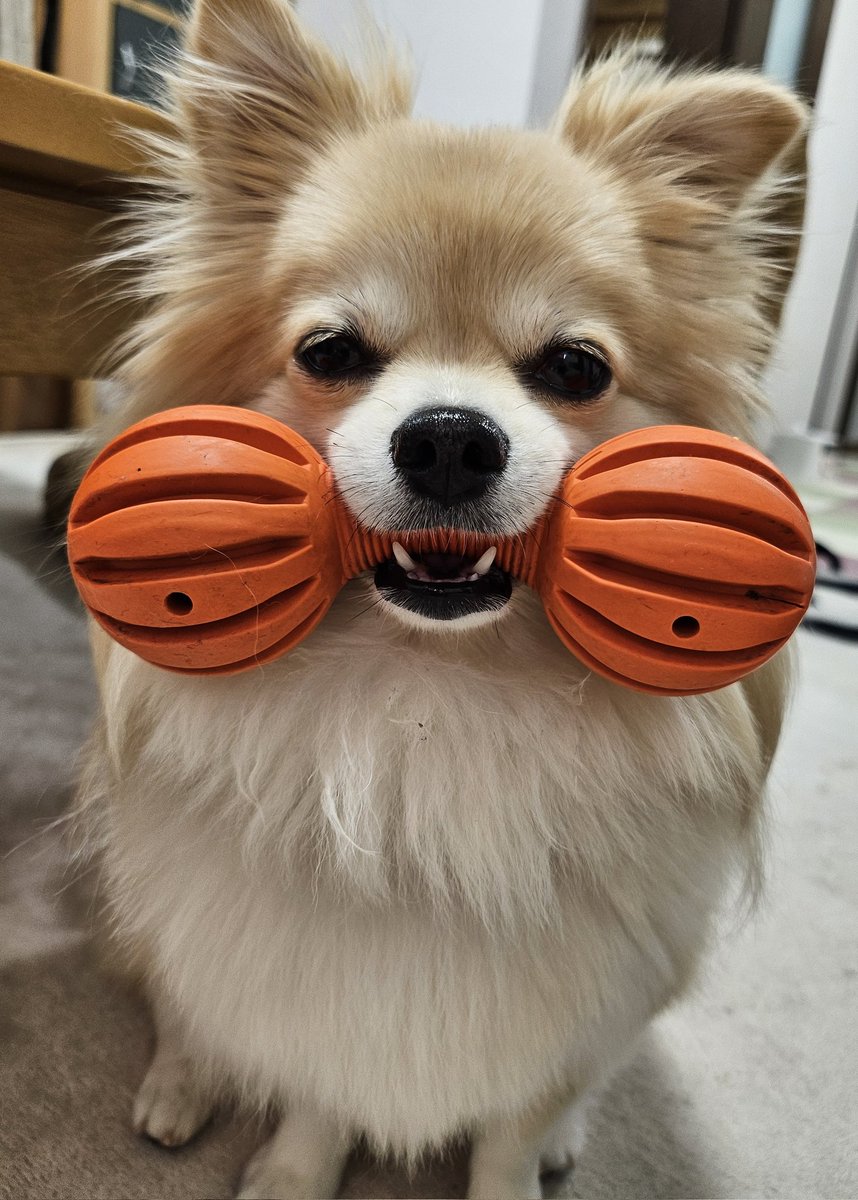 だんだん近づいてくるよ

#いぬのいる暮らし