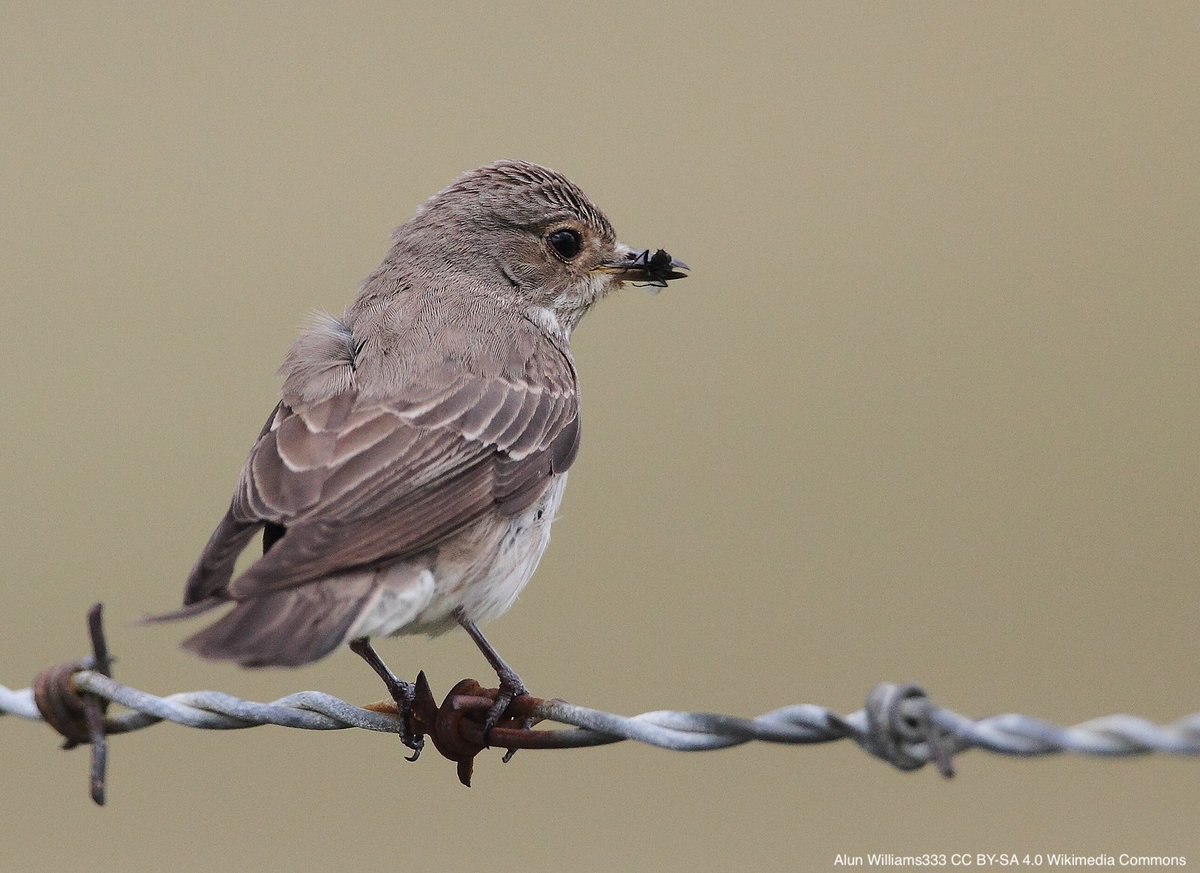 Conserving low-intensity farming is key to halting the declines of migratory passerines in their tropical wintering grounds | doi.org/10.1111/acv.12… | Animal Conservation | #ornithology