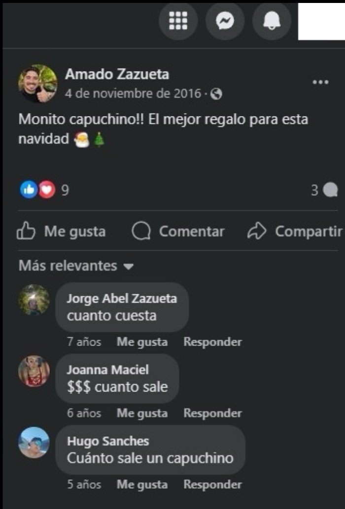 SalvemosABenito's tweet photo. Nos ayudan a difundir 🙏

¿Hasta cuándo @PROFEPA_Mx  @SEMARNAT_mx  de @blancamendozav @Mary_Luisa_AG van a permitir que @Ernestozazueta9 y su familia, sigan explotando y lucrando con animales de vida silvestre del país? Ya casi se van, pero hagan algo, por el amor de Dios. Extirpen a esos vividores de la vida silvestre de México. No es posible que hagan y deshagan con los animales y ustedes, autoridades, les sigan permitiendo seguir y seguir…  Si no, ojalá @lopezobrador_  sea algo que pueda hacer antes de terminar su mandato o bien, @Claudiashein, de las primeras cosas que pueda ayudar para sanear toda esta podredumbre a costa de los animales.