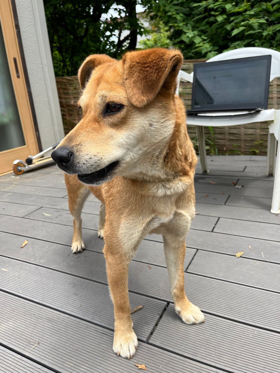 JIRO59B's tweet photo. ヒポトピアから保護犬のお知らせです。
拡散お願いいたします。

5/31（金）
茨城県稲敷郡阿見町大室付近で保護

首輪あり
マイクロチップ確認しましたが、無し。
メス３歳くらい
中型犬
歯が綺麗です
人懐っこい
お手が出来ます
車に乗ると助席に座って外を眺めるなど、人慣れしています

飼い主さんを探しています。
よろしくお願い致します。