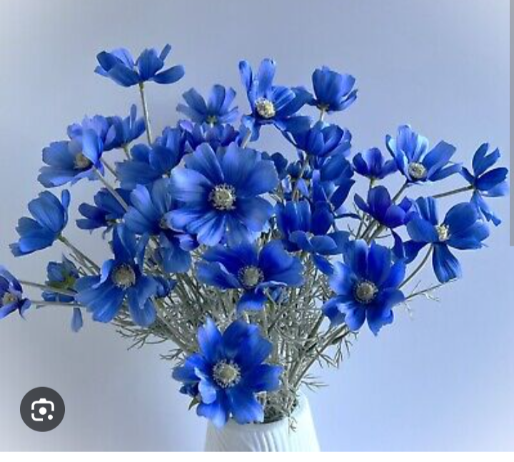 MirandaHernade5's tweet photo. @patty_b_miranda @ArunMehtaShow Looks like I already earned virtual blue flowers, since I did a flower project last year in my spring semester Photoshop class. https://t.co/GjceIE6Cjw