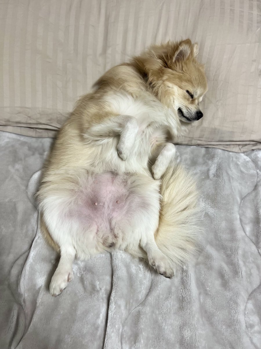 #全日本きもちよさそうに眠るいぬ選手権