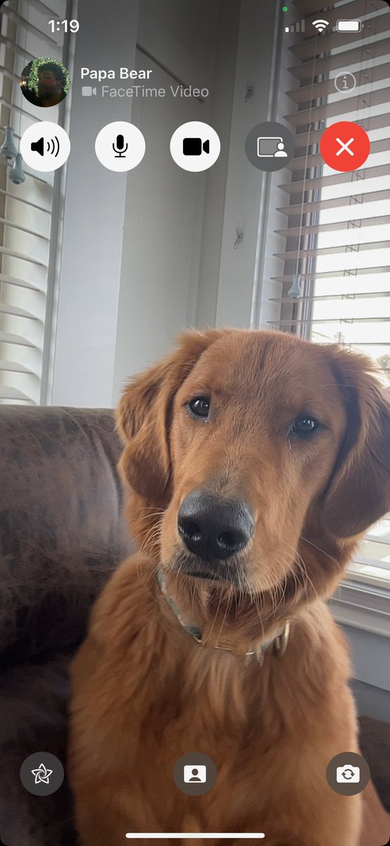edannunziata's tweet photo. Dog uses FaceTime! #itsthefuture https://t.co/LeJ3E9doqq