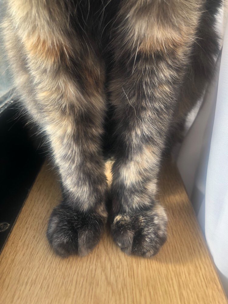 tomominka's tweet photo. 最高すぎるもふもふ…ここに顔を突っ込むと疲れが吹き飛ぶ(うーにゃん大迷惑)！

#猫 #ねこと暮らす #さびねこ #もふもふ #ねこのいる幸せ https://t.co/Ealk8lz3z3