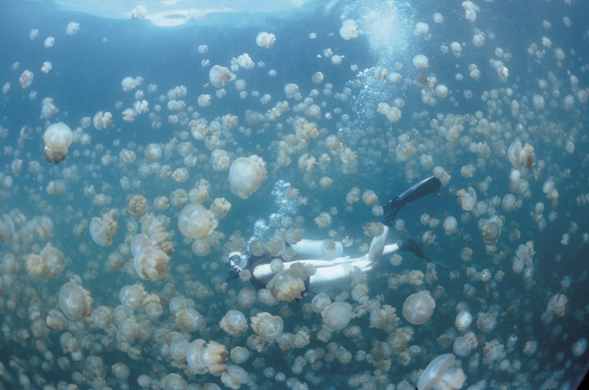 One World One Ocean tweet media