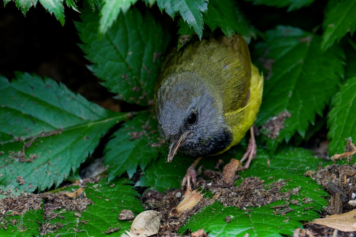 hubbnyc's tweet photo. Male Mourning Warbler at Bryant Park (NYC) this afternoon
#mourningwarbler #birdcpp #springmigration2024 #birdphotography #nikonphotography https://t.co/caporzYGwY