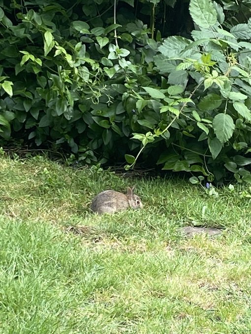 YALL there is a family of bunnies that had babies in our yard and they just hang out with us ;-; this