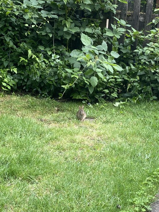 YALL there is a family of bunnies that had babies in our yard and they just hang out with us ;-; this