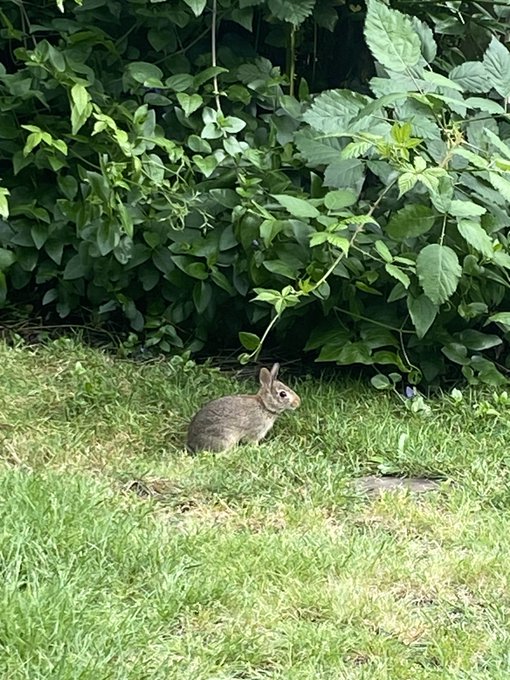 YALL there is a family of bunnies that had babies in our yard and they just hang out with us ;-; this