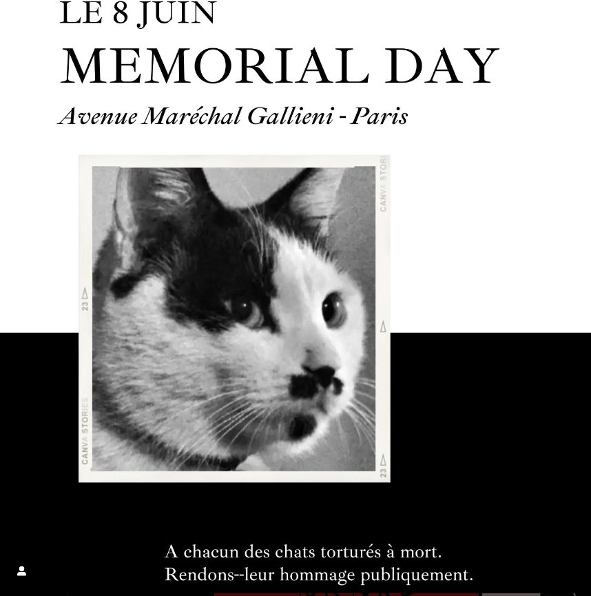 Alejo_23Esp's tweet photo. More than a year since your departure #cowcat, today we have raised activists and protests in over 20 countries, demanding #China to enact an animal protection law and to stop animal torture. Without you, this silence would never have been broken.
Let's continue demanding immediate action from #China and showing that the world is still watching.