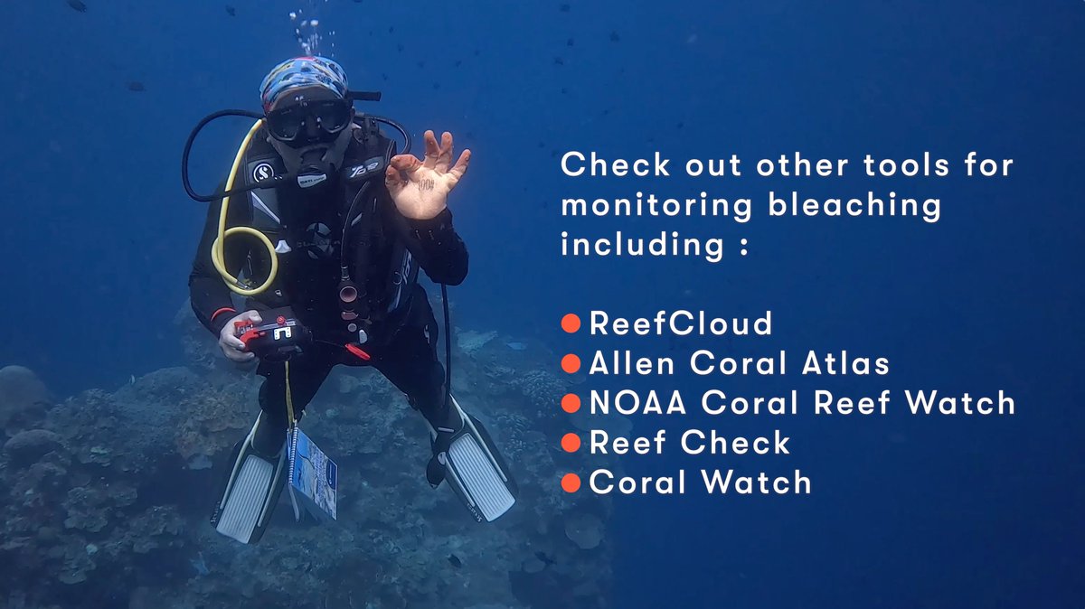 Are you one of the thousands of coral champions around the world collecting coral reef monitoring data?

#DYK that there are several platforms that can help you gather and share data #ForCoral - including MERMAID, ReefCloud, Allen Coral Atlas, + more!