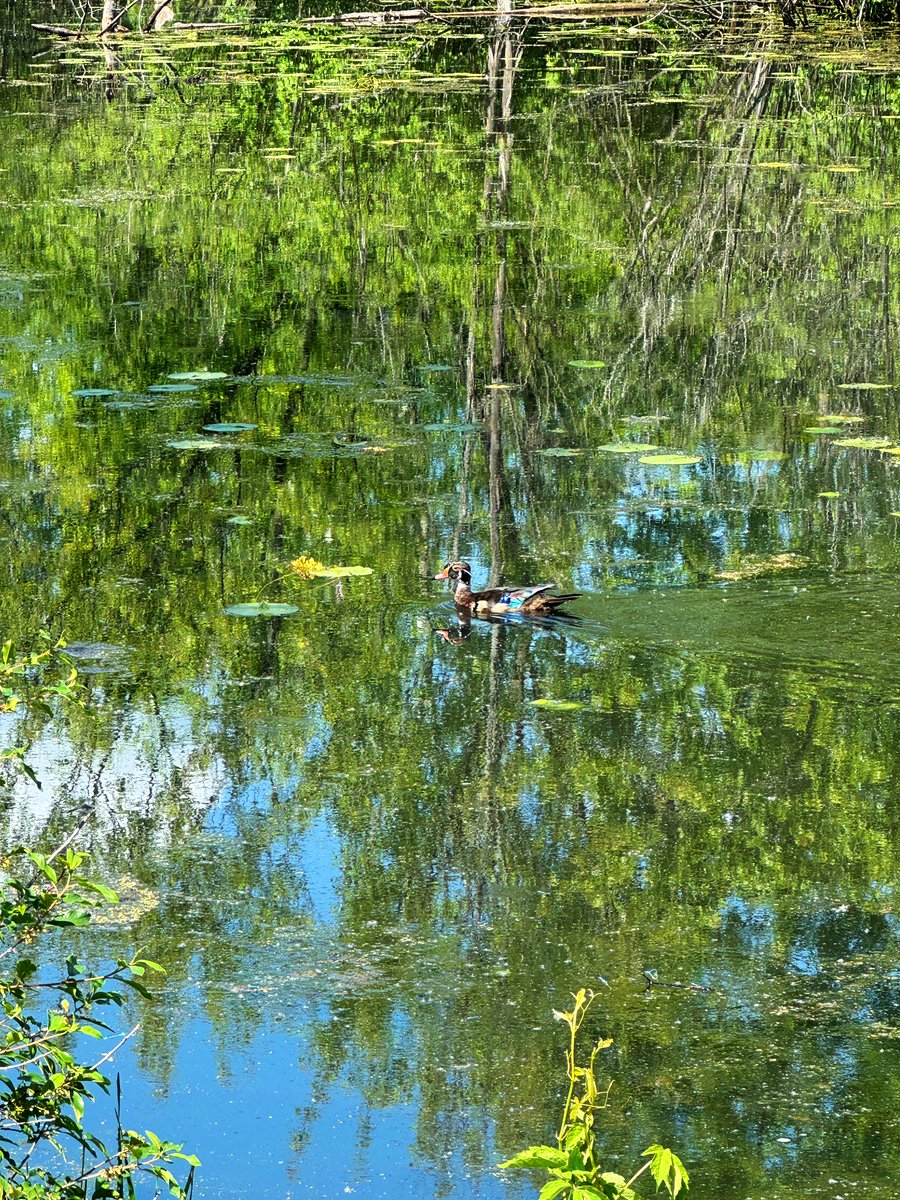 MichelleKisil's tweet image. What ya get when you leave the battery for your camera at work and don’t have a backup in your bag! “At least” I had my phone! 😅  #IYKYK #RookieMove #UserError 😜#WoodDuckJuvenile #JuvenileCanadaGoose #Damselfly