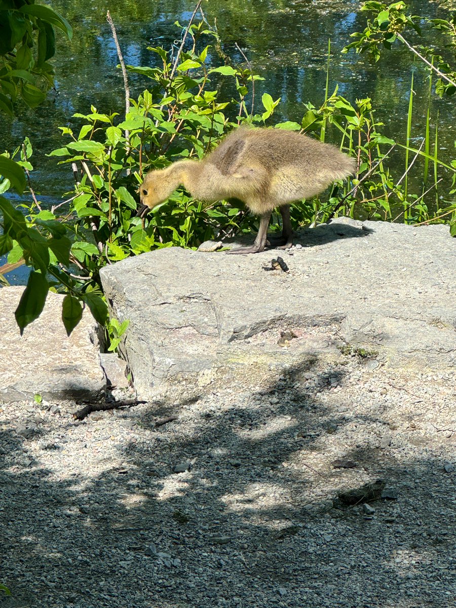 MichelleKisil's tweet image. What ya get when you leave the battery for your camera at work and don’t have a backup in your bag! “At least” I had my phone! 😅  #IYKYK #RookieMove #UserError 😜#WoodDuckJuvenile #JuvenileCanadaGoose #Damselfly
