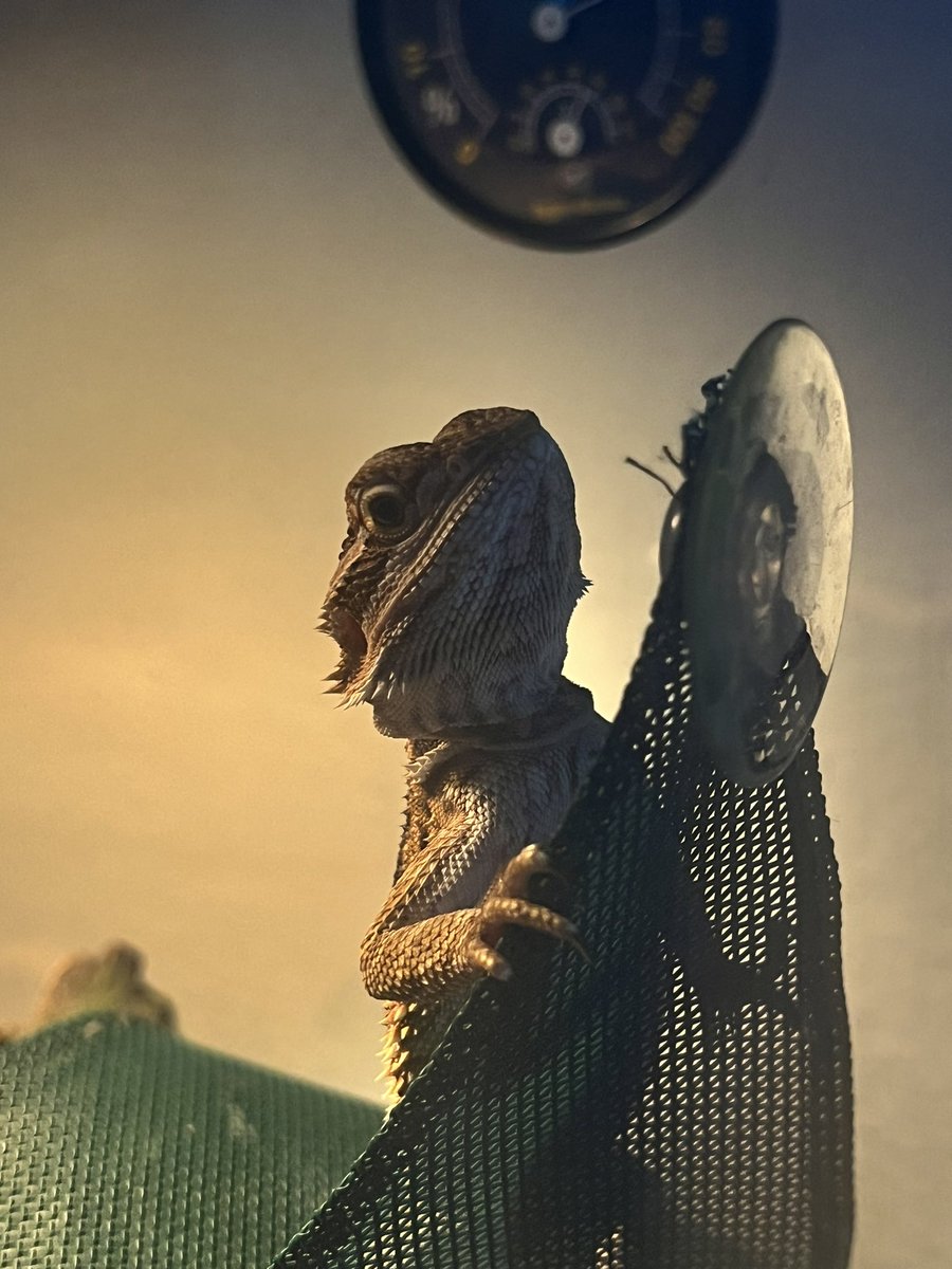 starrdustdodie's tweet photo. Meet Jinn, the people’s dragon https://t.co/1TF8XsS0gg