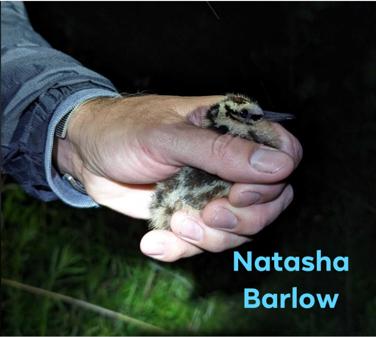 BirdsCanada_ON's tweet photo. Please enjoy this #cutefix brought to you by the @BirdsCanada Ontario Region Eastern Whip-poor-will field team.
American Woodcock chick (handled by professionals with permits). https://t.co/XHvaO5PjpC