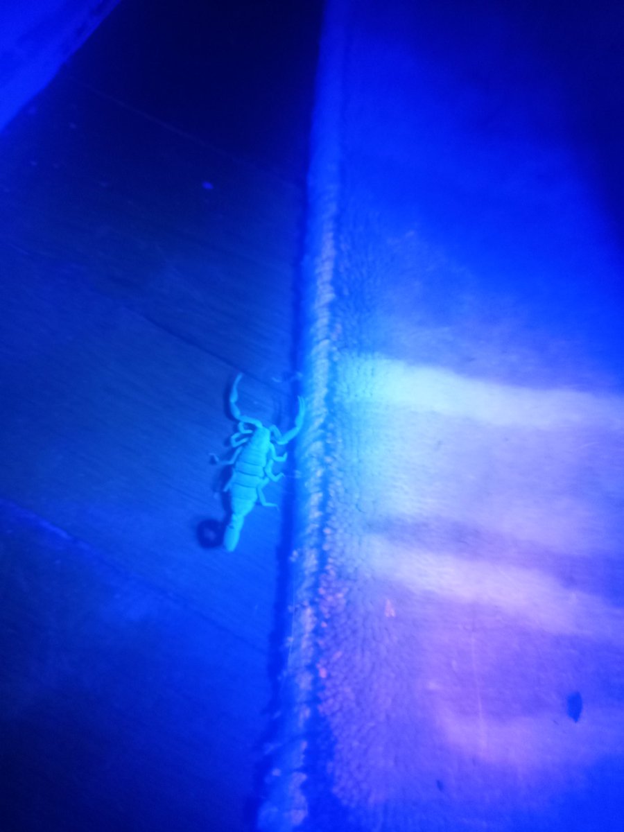 FoxHellsing's tweet photo. FYI scorpions glow under a black light making it easier to find them be safe https://t.co/MAUMl30wig