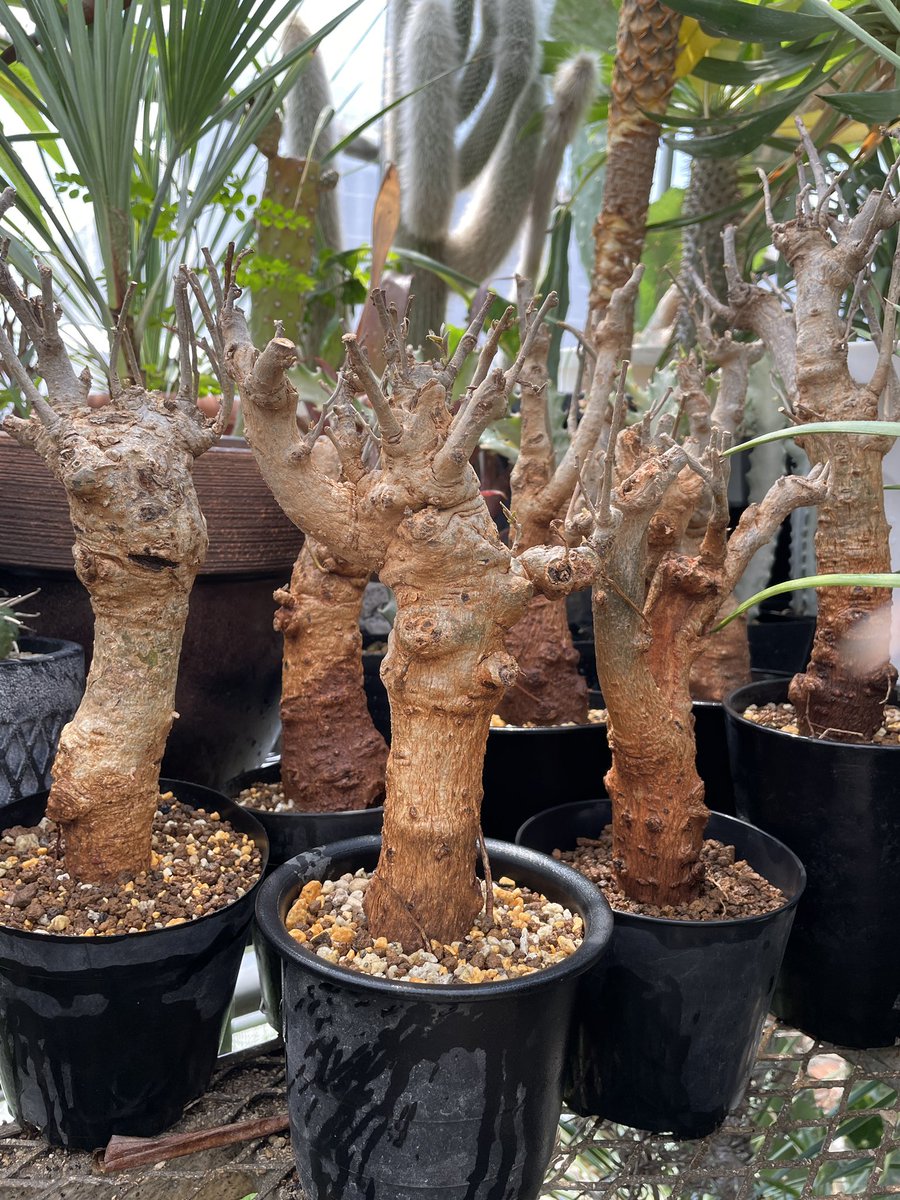 バオバブの木（Adansonia digitata）軽く水やりして発根養生中。 輸入 