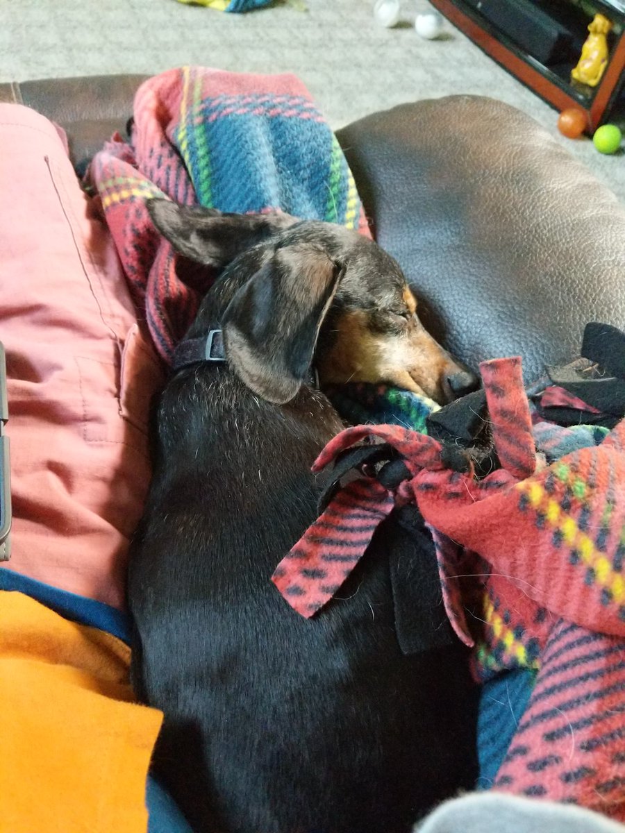 ItsSchwig's tweet photo. It was my buddy's last day, today. He made it to the same age his sister did last year when she passed at 17. He had the biggest personality for a dog that never weighed more than 16lbs.

I'm going to miss you, Schultz. https://t.co/lJVtcM7TP5