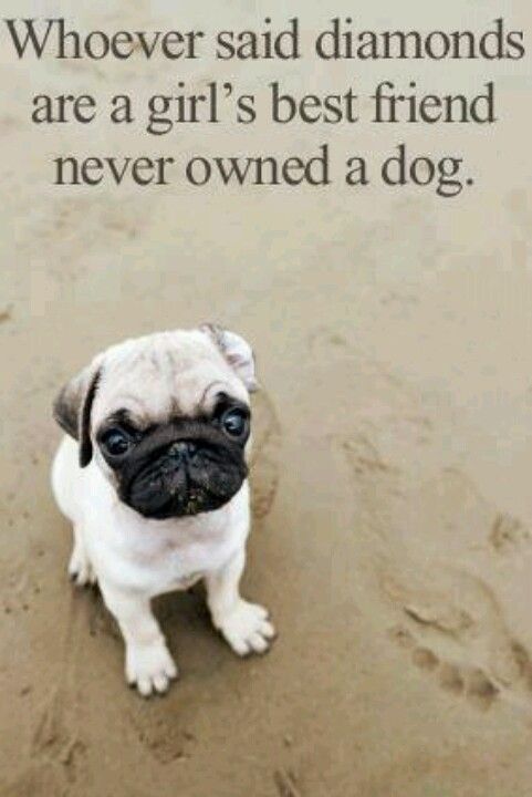 Pug Lover Community (@puglover4426) on Twitter photo 