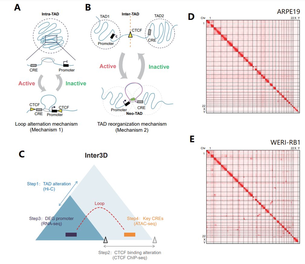 Exciting research by Qi Liu, He Zhang et al. in <a href="/GPBees/">Genomics Proteomics Bioinformatics</a>  Unraveling the 3D genome: #TAD reorganization's impact on gene expression.  #Inter3D  helps unveil the secrets of gene regulation. 🔍
Dive into the study and explore the open-source pipeline: academic.oup.com/gpb/advance-ar…