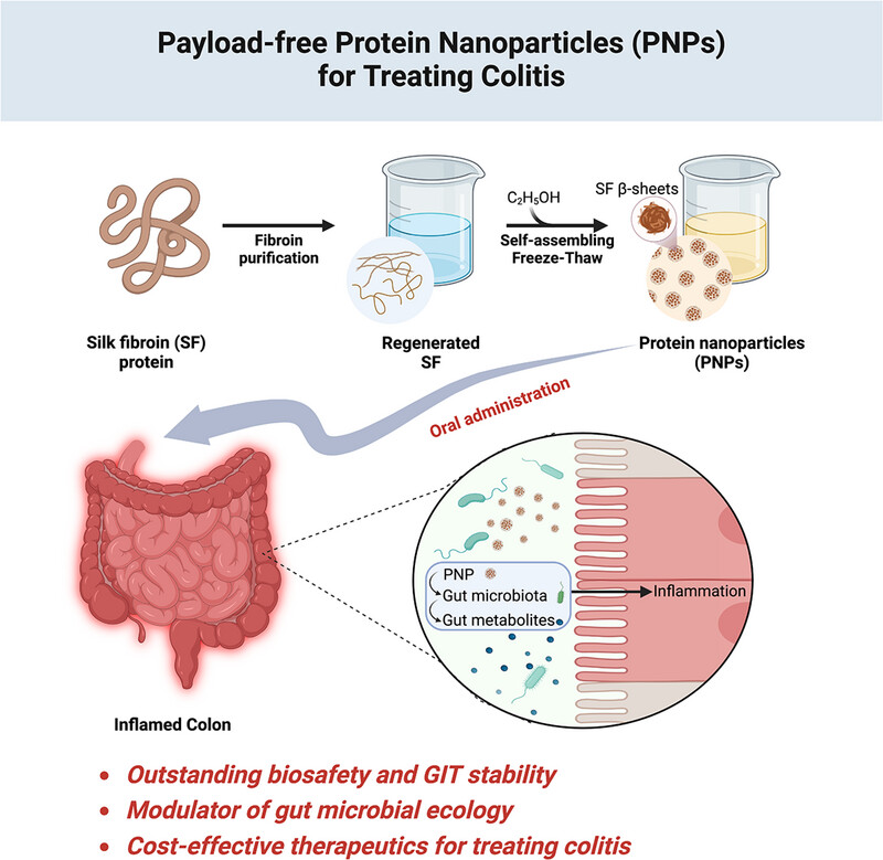 AggregateOA's tweet photo. Early View💡
"Payload-free #protein nanoparticles target inflamed colons to restore #intestinal barrier integrity for effectively treating inflammatory bowel diseases" by Weicheng Wu, Chuanbin Mao &amp; Mingying Yang et al. @ZJU_China #IBDs

Check👉https://t.co/efMTmqjWEh https://t.co/4DNs4oTHHw