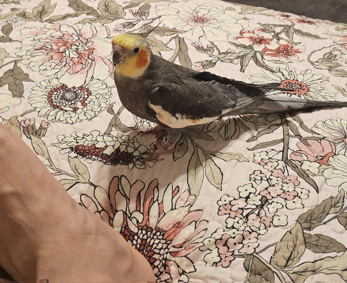 RooRootiel's tweet image. Me almost had mumther's foot! She no let me bite! 😡