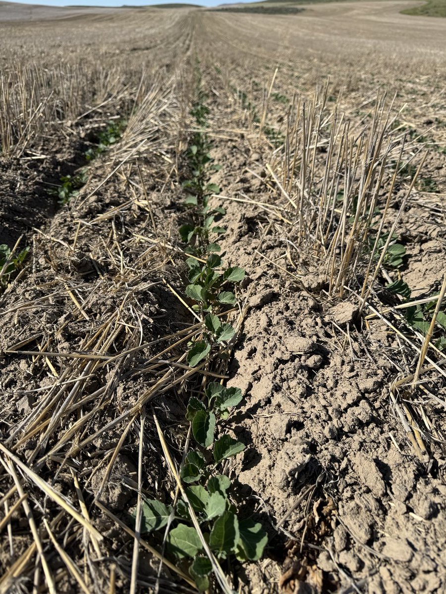 LeyshonBrett's tweet photo. First time growing spring Canola https://t.co/dhYWqOUoBG